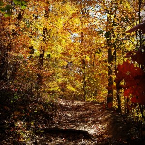 November - beautiful fall foliage on a hike in the Wissahickon