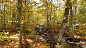 Woodlands Legacy Field Park