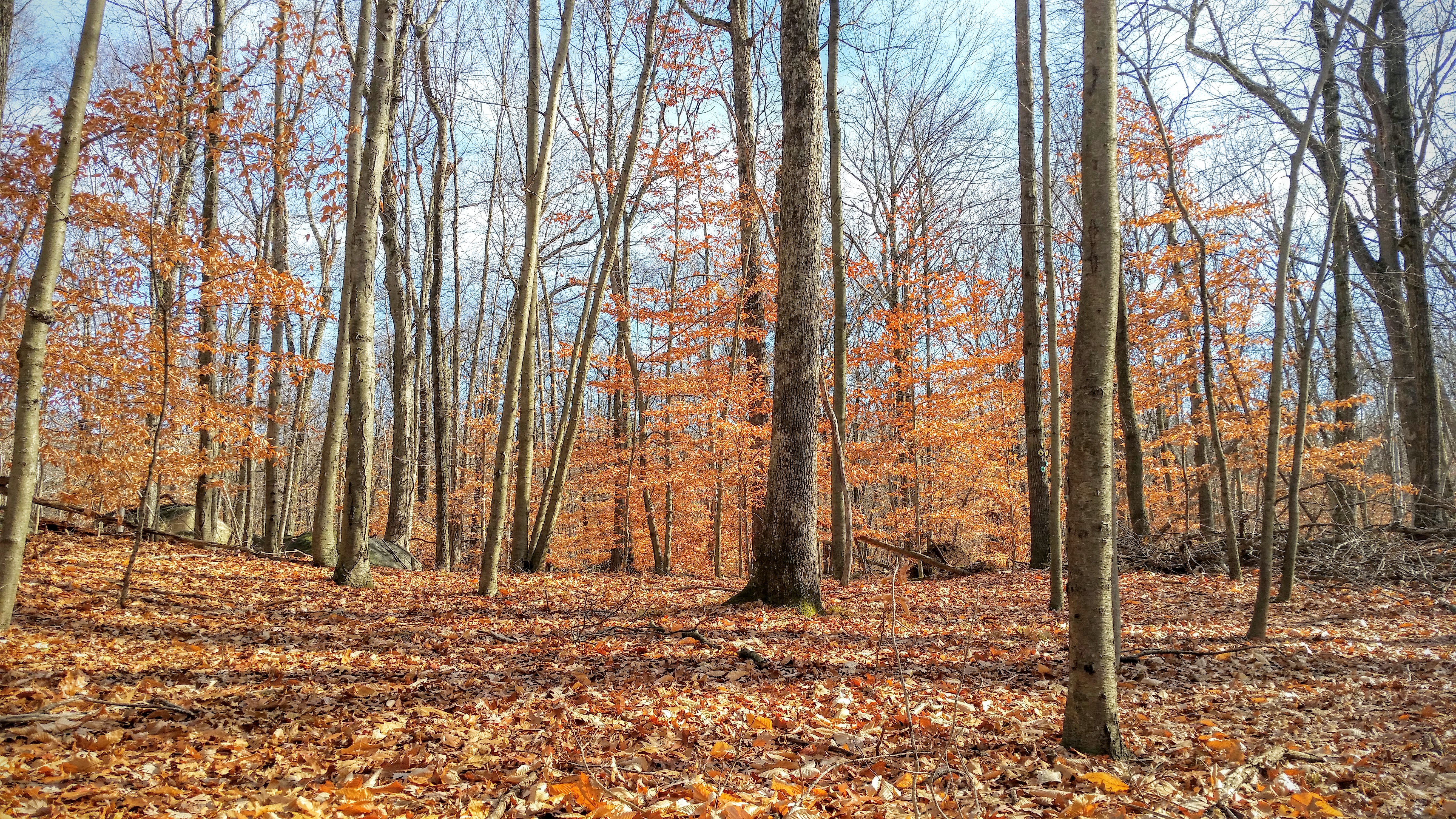 20151127_121905